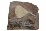 Fossil Ginkgo Leaf From North Dakota - Paleocene #215511-1